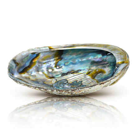 Abalone Shell – Incense Holder